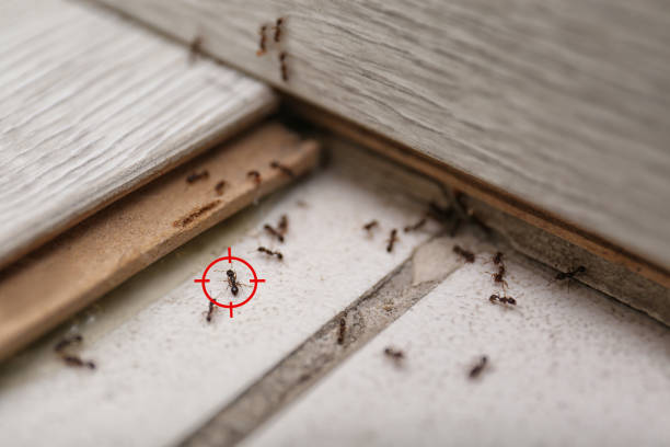 Best Pest Inspection Near Me  in San Mateo, CA