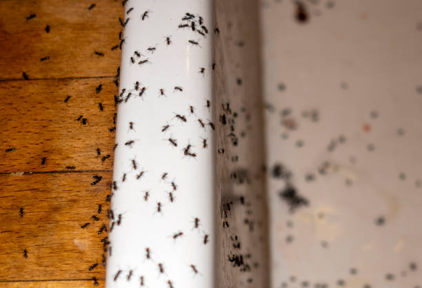 Spider Control Near Me in San Mateo, CA