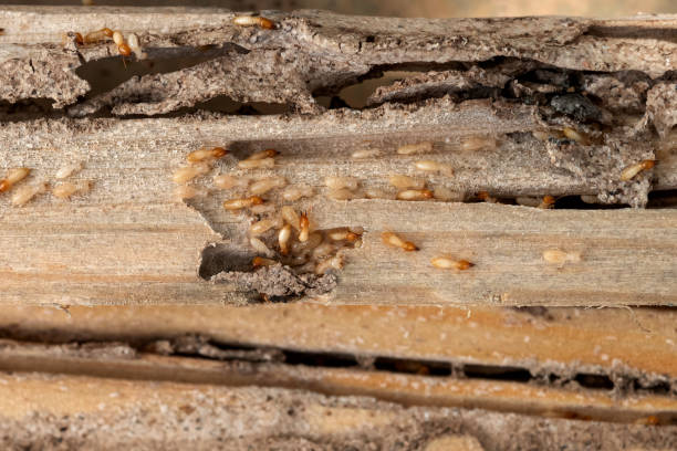 Best Bed Bug Extermination  in San Mateo, CA