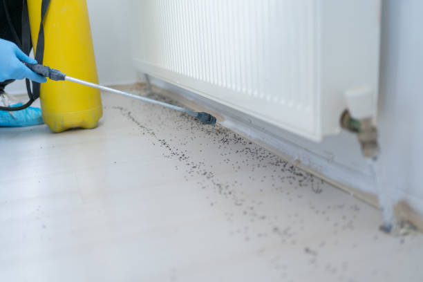 Wasp Removal Services in San Mateo, CA
